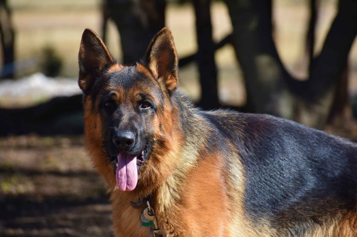 AKC German Shepherd Puppies – VA/Champion Bloodlines breeder image 14