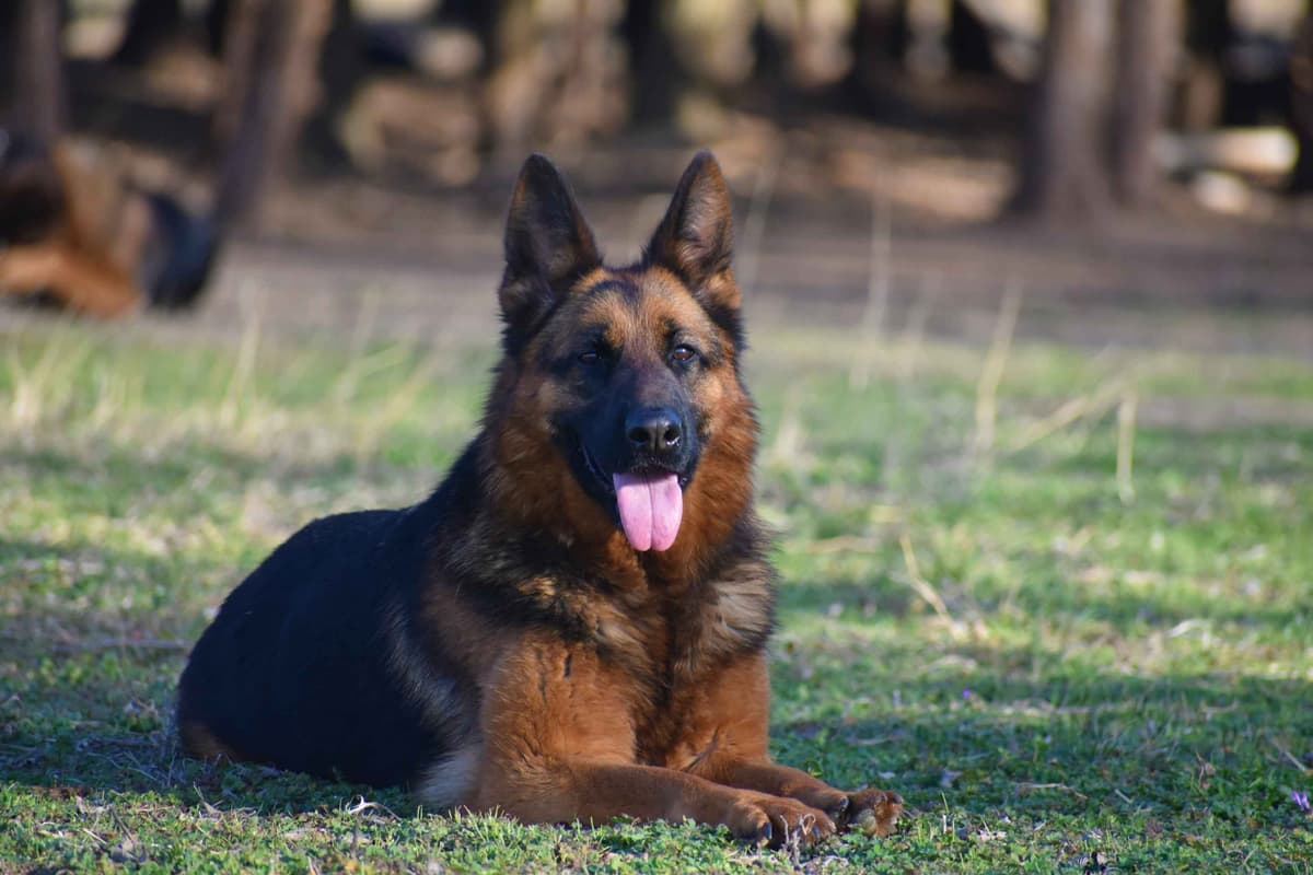 AKC German Shepherd Puppies – VA/Champion Bloodlines breeder image 15
