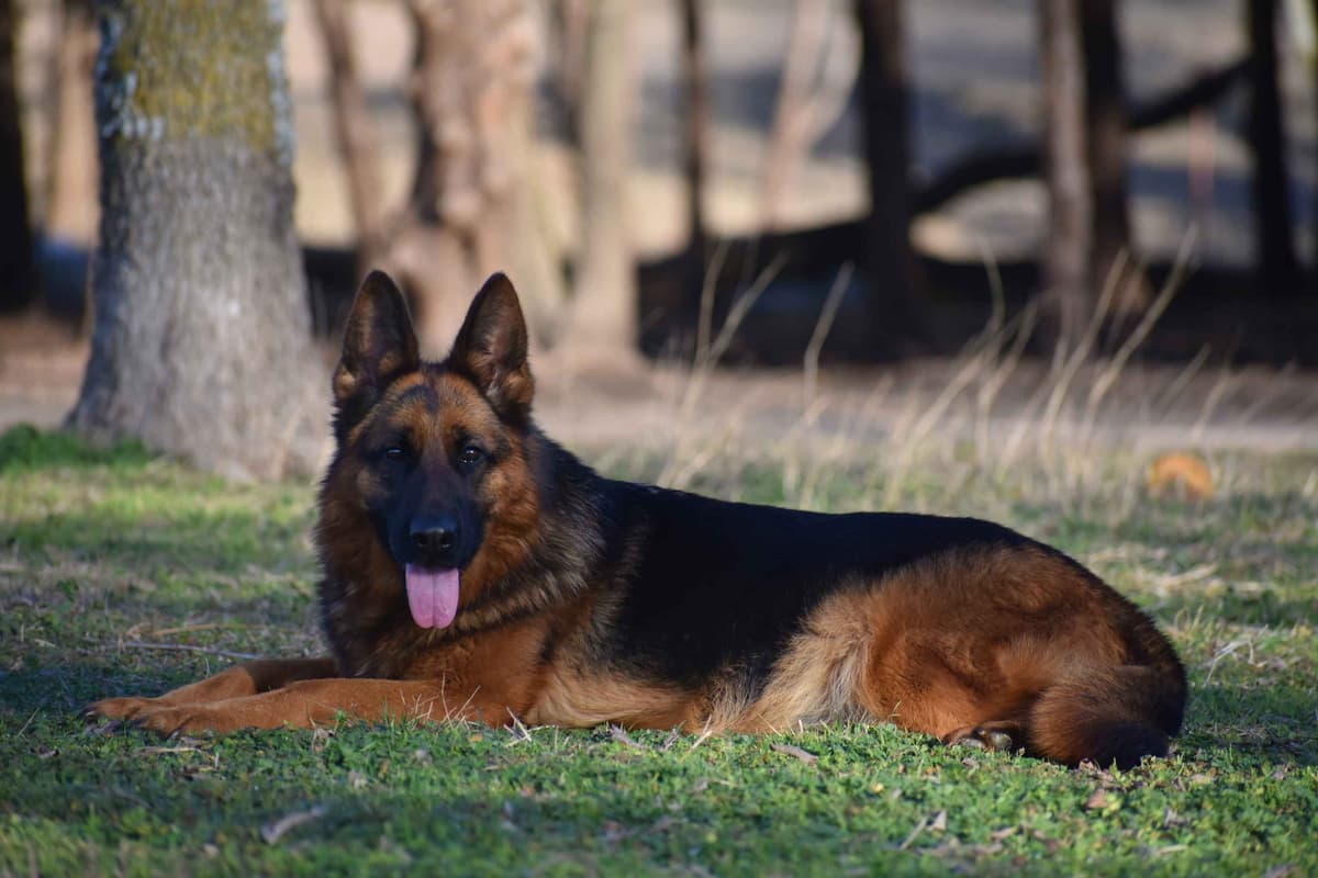 AKC German Shepherd Puppies – VA/Champion Bloodlines breeder image 16