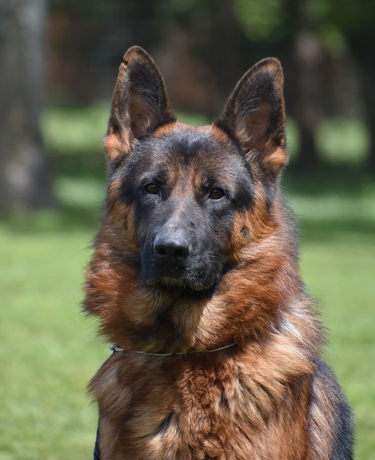 AKC German Shepherd Puppies – VA/Champion Bloodlines breeder image 17