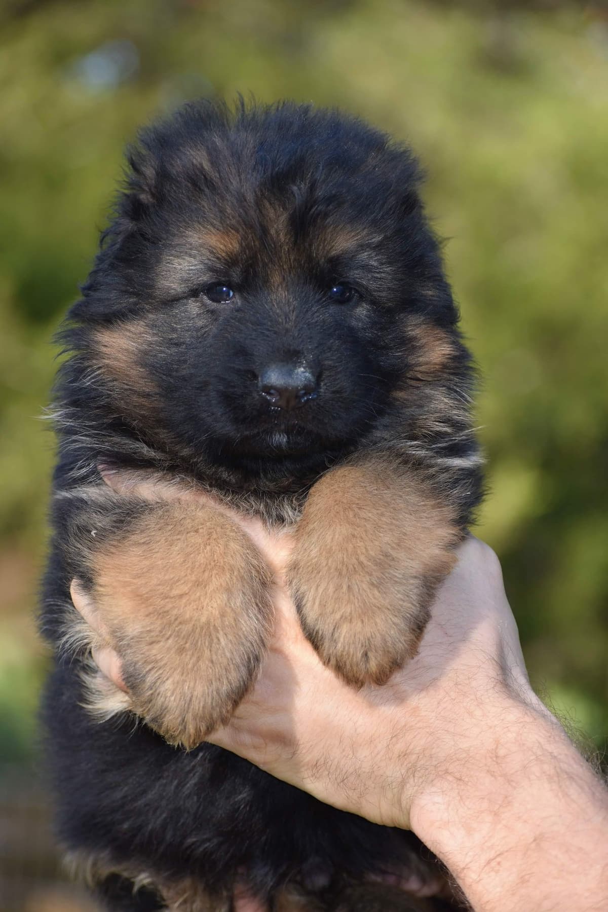 AKC German Shepherd Puppies – VA/Champion Bloodlines breeder image 19