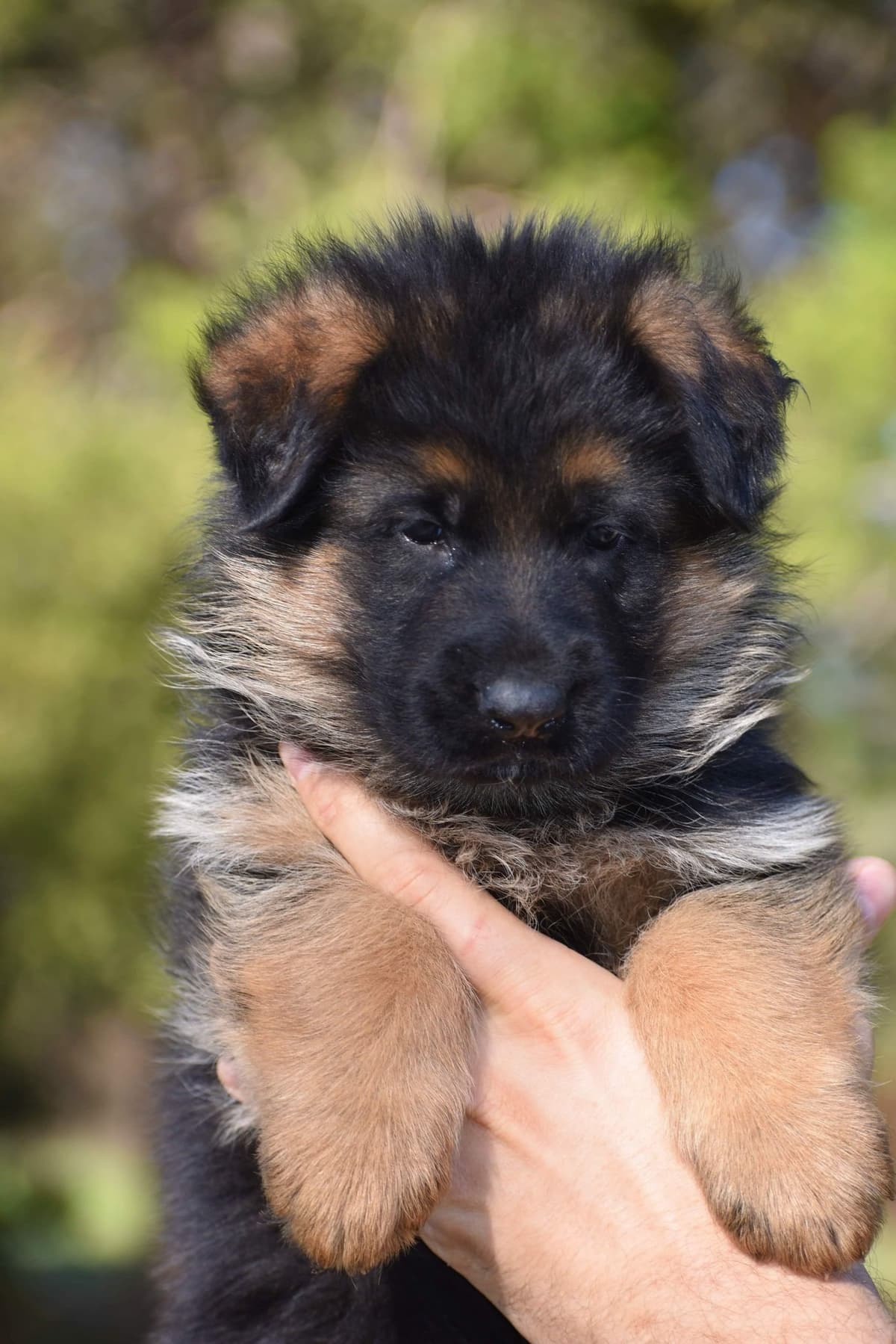 AKC German Shepherd Puppies – VA/Champion Bloodlines breeder image 20