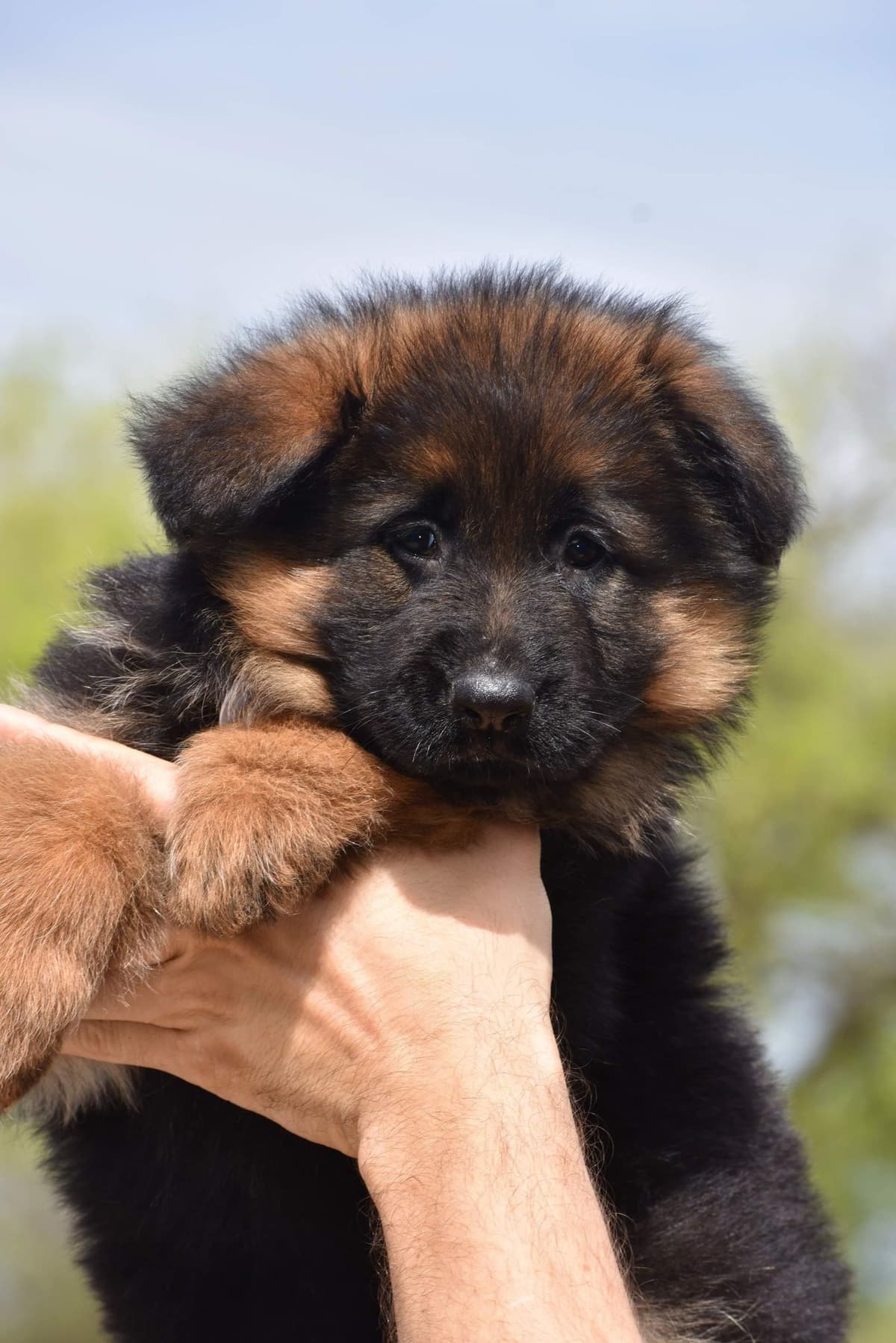 AKC German Shepherd Puppies – VA/Champion Bloodlines breeder image 21