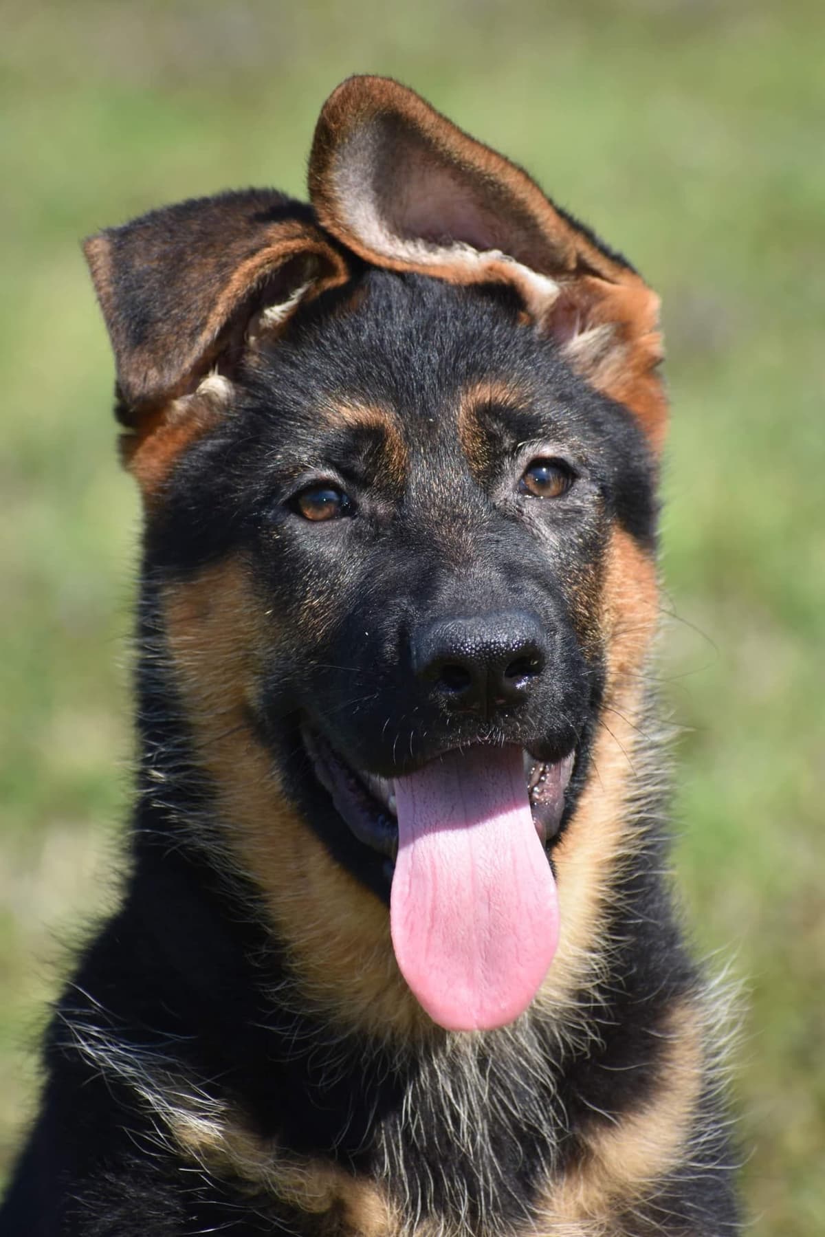 AKC German Shepherd Puppies – VA/Champion Bloodlines breeder image 23