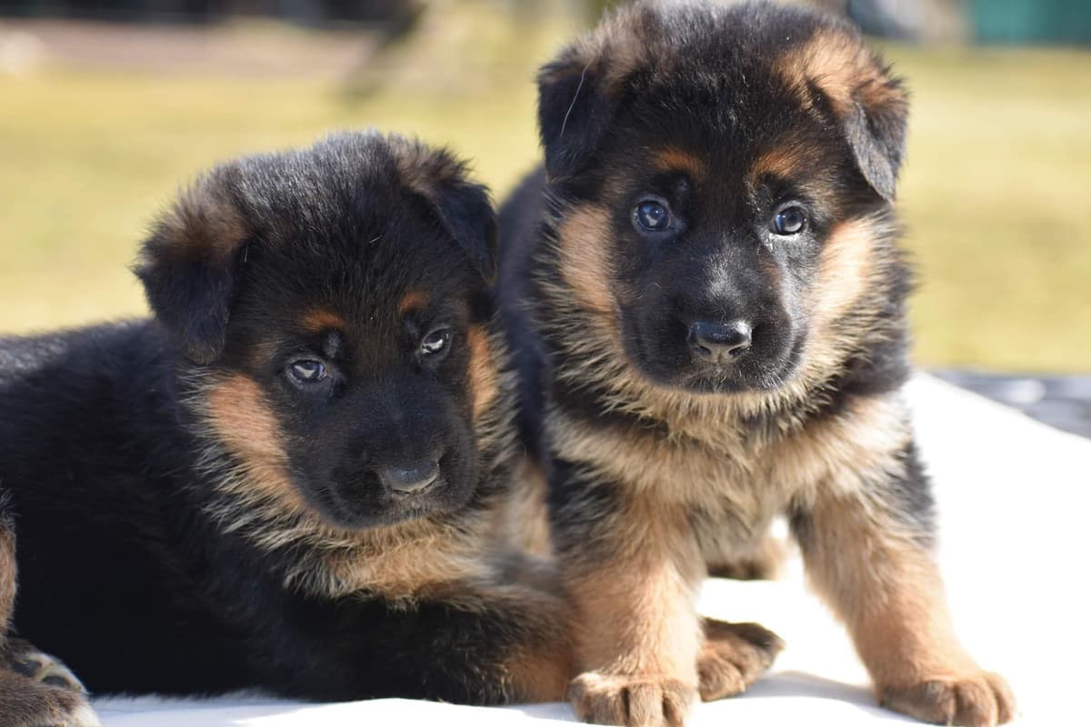 AKC German Shepherd Puppies – VA/Champion Bloodlines breeder image 24