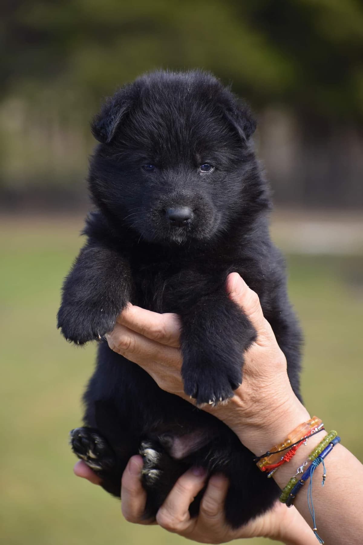 AKC German Shepherd Puppies – VA/Champion Bloodlines breeder image 25