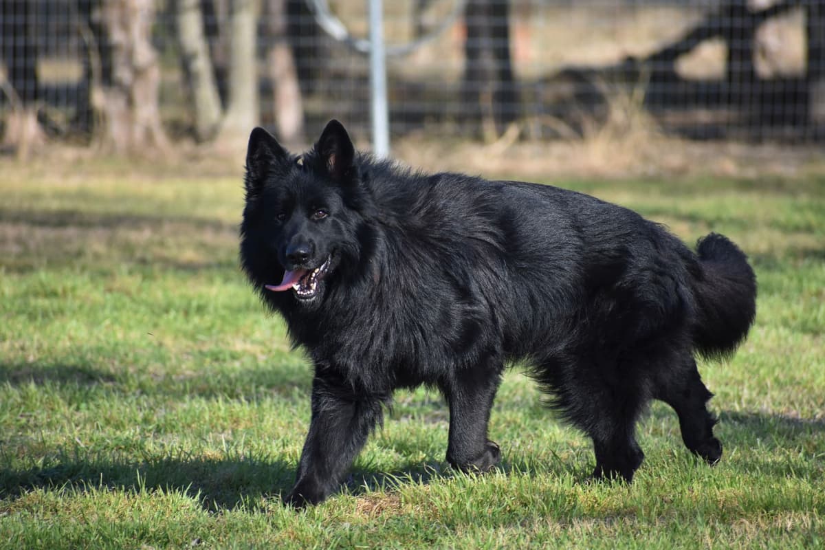 AKC German Shepherd Puppies – VA/Champion Bloodlines breeder image 26