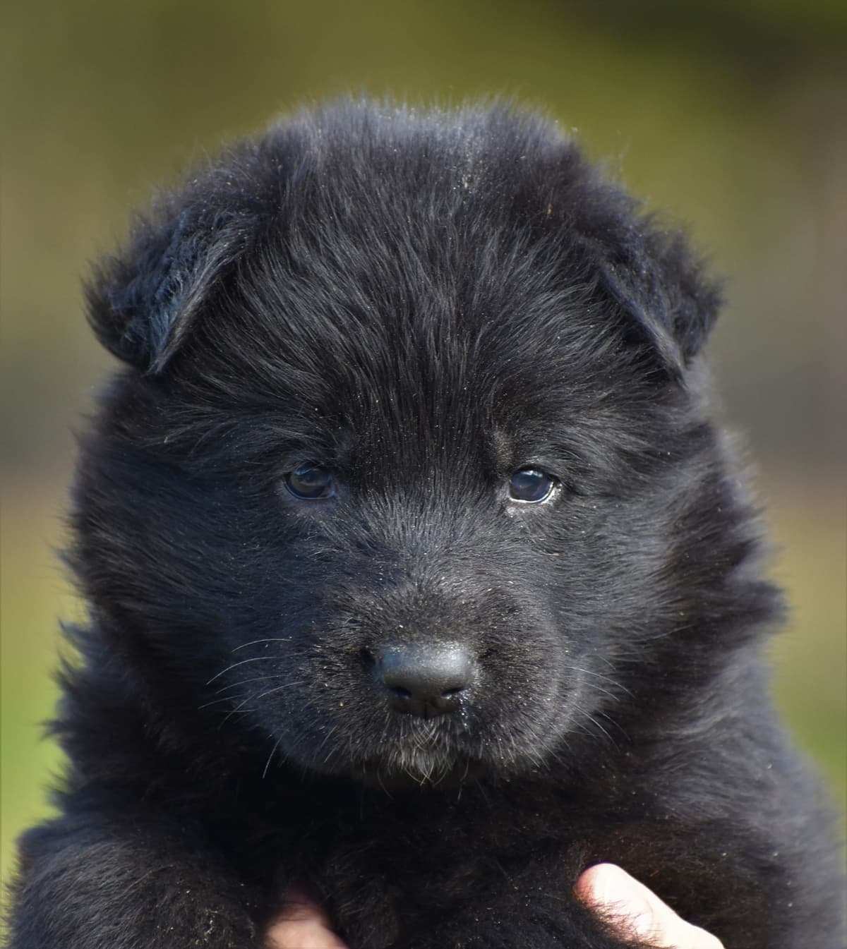 AKC German Shepherd Puppies – VA/Champion Bloodlines breeder image 27