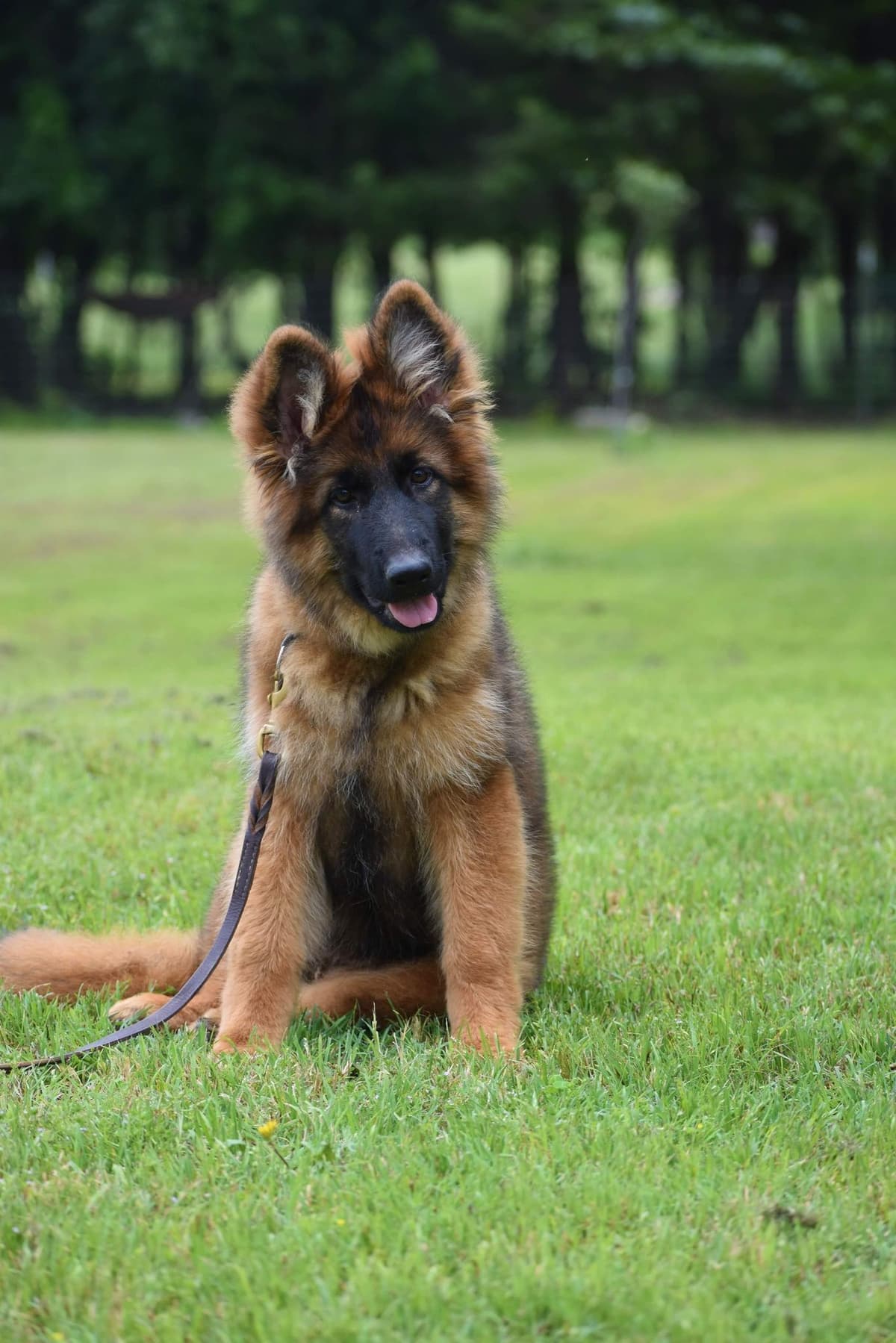 AKC German Shepherd Puppies – VA/Champion Bloodlines breeder image 28