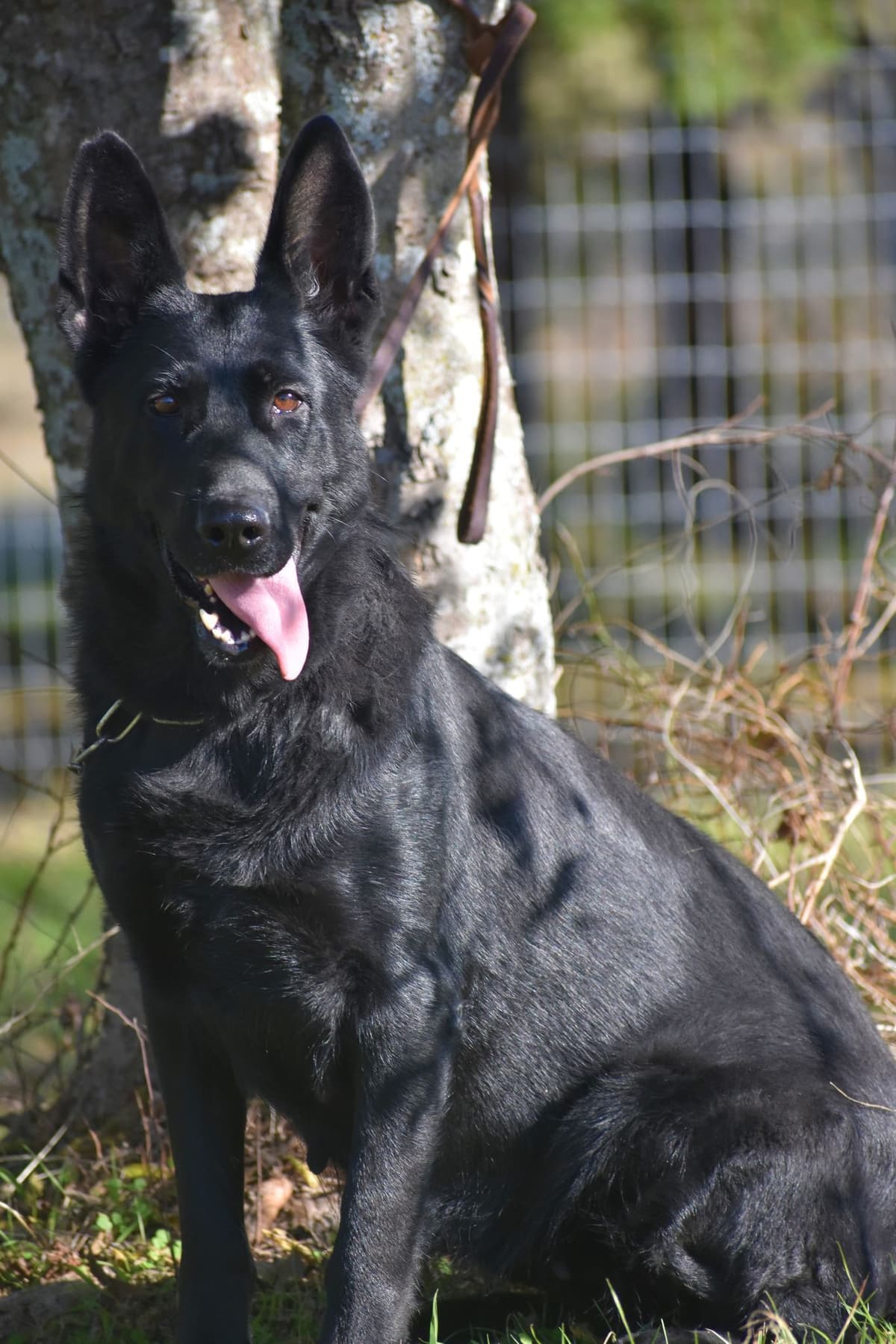 AKC German Shepherd Puppies – VA/Champion Bloodlines breeder image 29