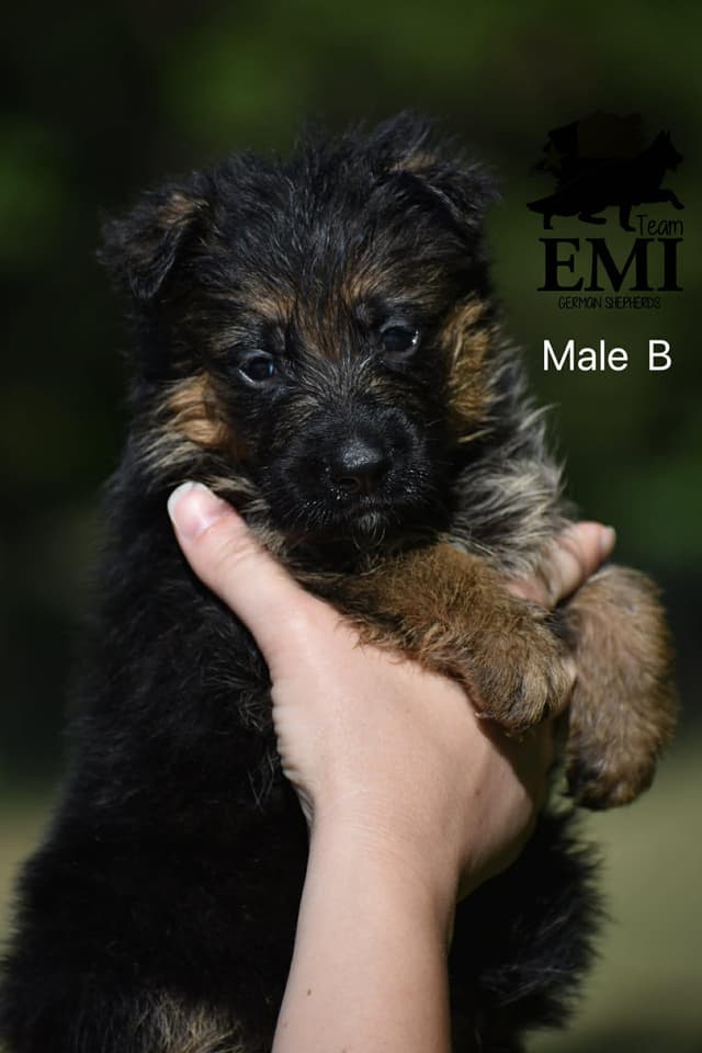AKC German Shepherd Puppies – VA/Champion Bloodlines media 2