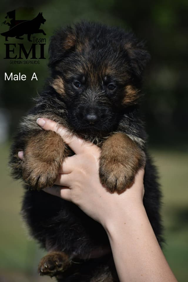 AKC German Shepherd Puppies – VA/Champion Bloodlines media 3
