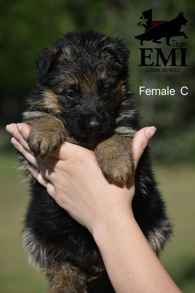 AKC German Shepherd Puppies – VA/Champion Bloodlines media 4