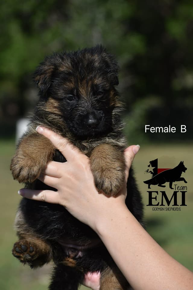 AKC German Shepherd Puppies – VA/Champion Bloodlines media 5