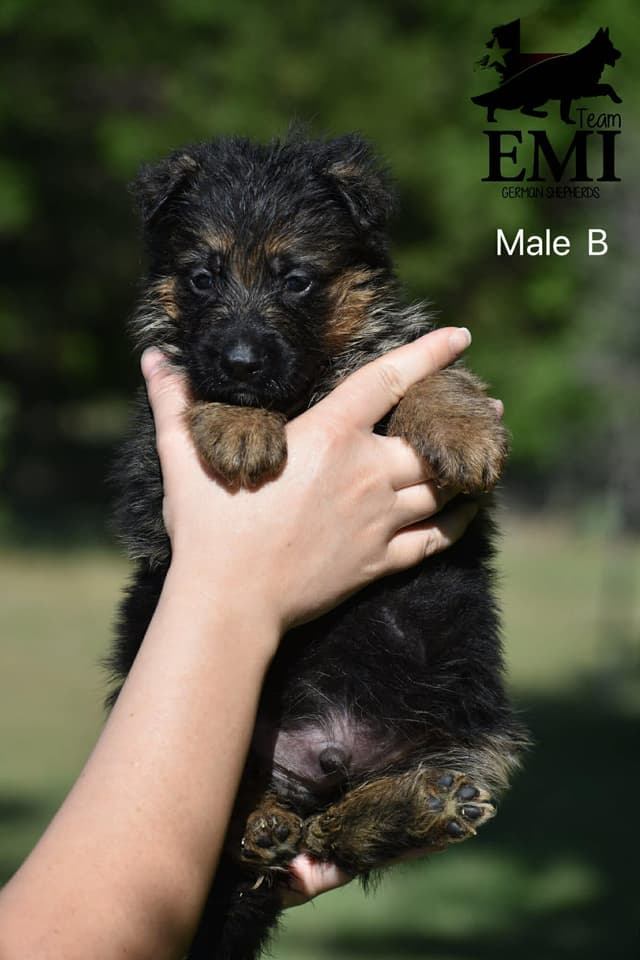 AKC German Shepherd Puppies – VA/Champion Bloodlines media 6