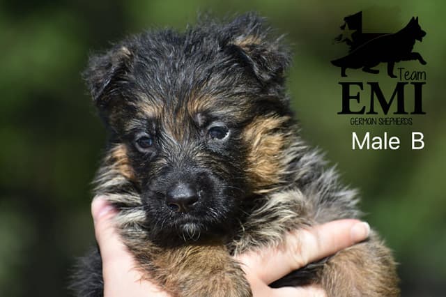 AKC German Shepherd Puppies – VA/Champion Bloodlines media 7