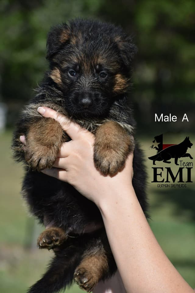 AKC German Shepherd Puppies – VA/Champion Bloodlines media 8