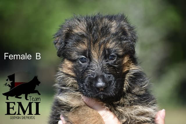 AKC German Shepherd Puppies – VA/Champion Bloodlines media 9
