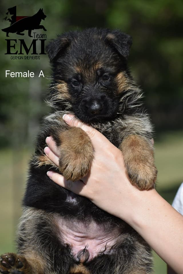 AKC German Shepherd Puppies – VA/Champion Bloodlines media 11