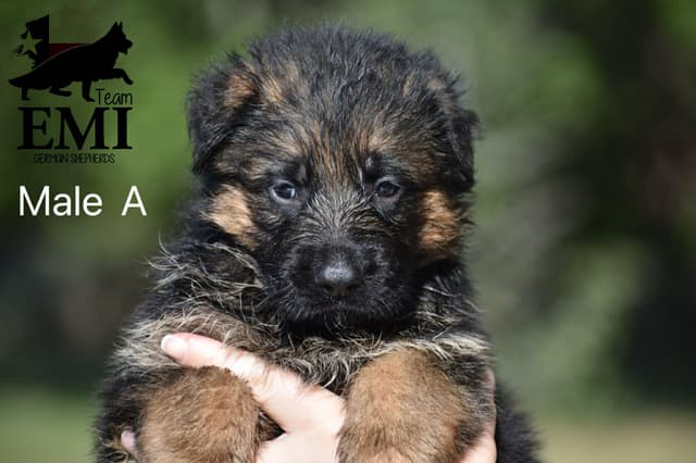 AKC German Shepherd Puppies – VA/Champion Bloodlines media 13