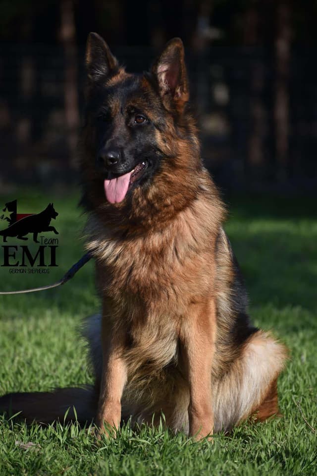 AKC German Shepherd Puppies – VA/Champion Bloodlines media 14