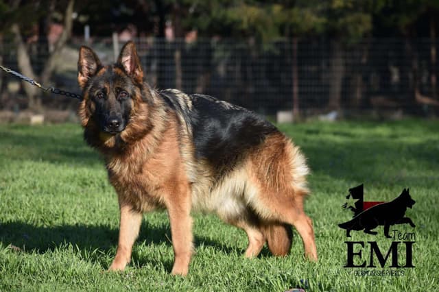 AKC German Shepherd Puppies – VA/Champion Bloodlines media 15