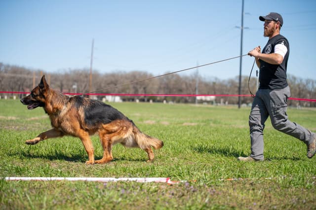 AKC German Shepherd Puppies – VA/Champion Bloodlines media 16