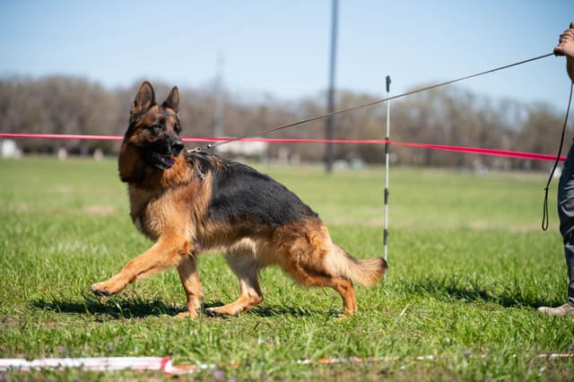 AKC German Shepherd Puppies – VA/Champion Bloodlines media 17