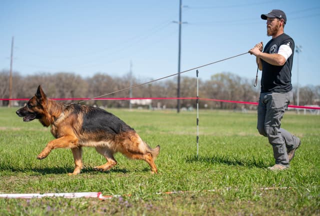AKC German Shepherd Puppies – VA/Champion Bloodlines media 18