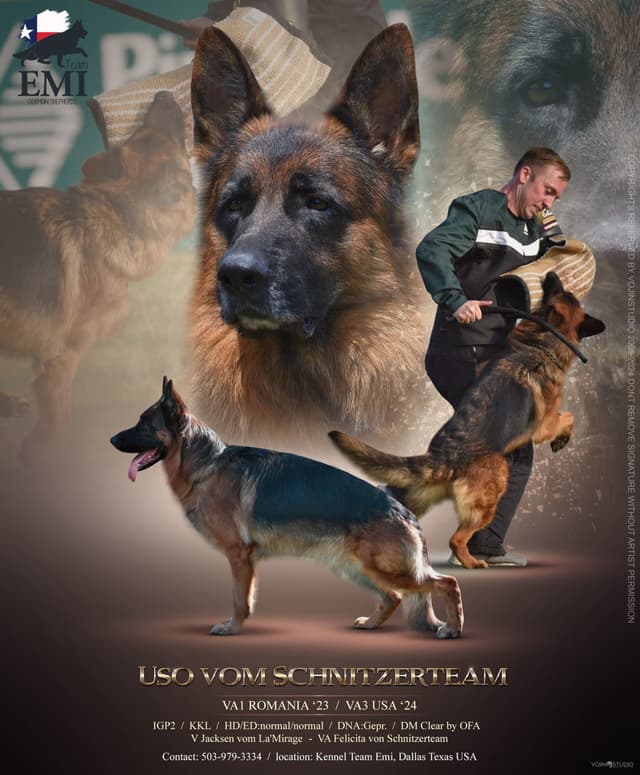 AKC German Shepherd Puppies – VA/Champion Bloodlines media 19