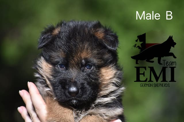 AKC German Shepherd Puppies – VA1 World Champion Bloodlines media 2