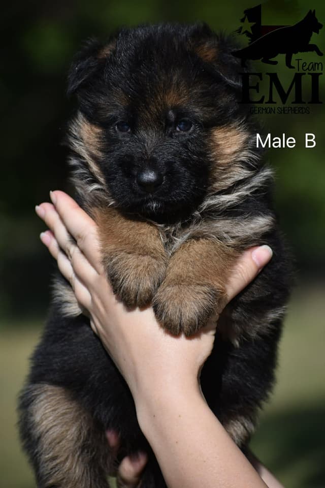 AKC German Shepherd Puppies – VA1 World Champion Bloodlines media 3