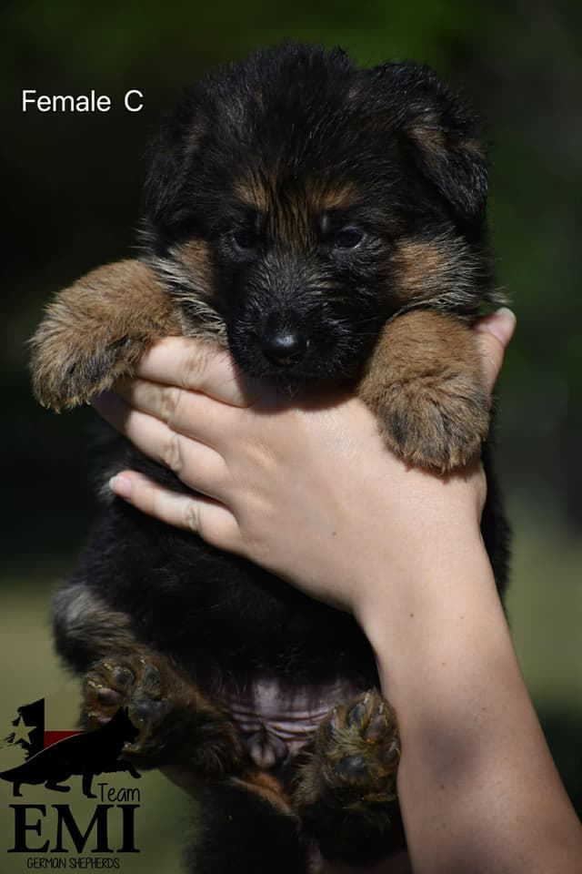 AKC German Shepherd Puppies – VA1 World Champion Bloodlines media 4