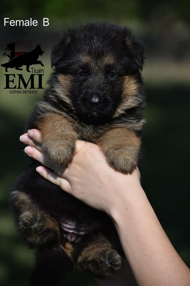 AKC German Shepherd Puppies – VA1 World Champion Bloodlines media 5