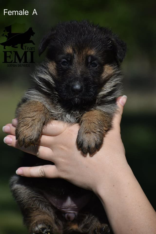 AKC German Shepherd Puppies – VA1 World Champion Bloodlines media 6