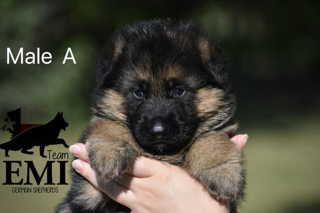 AKC German Shepherd Puppies – VA1 World Champion Bloodlines media 8
