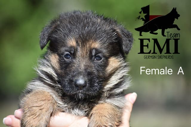 AKC German Shepherd Puppies – VA1 World Champion Bloodlines media 9