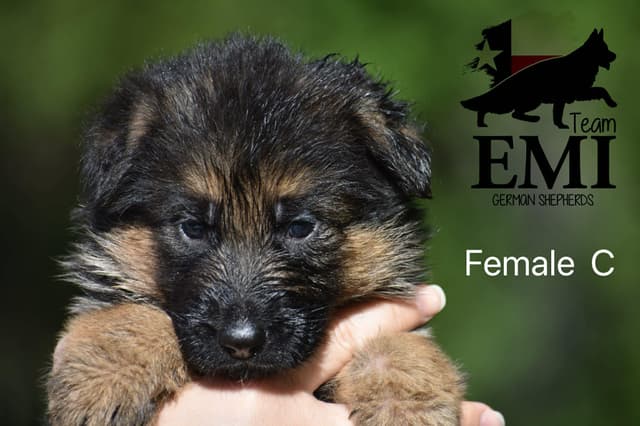AKC German Shepherd Puppies – VA1 World Champion Bloodlines media 10
