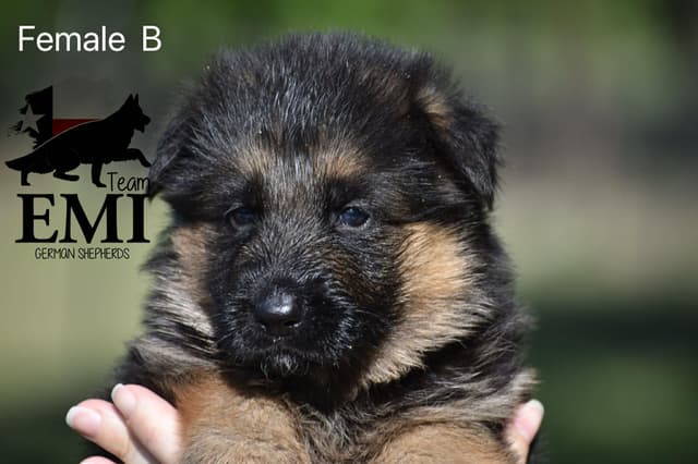 AKC German Shepherd Puppies – VA1 World Champion Bloodlines media 11