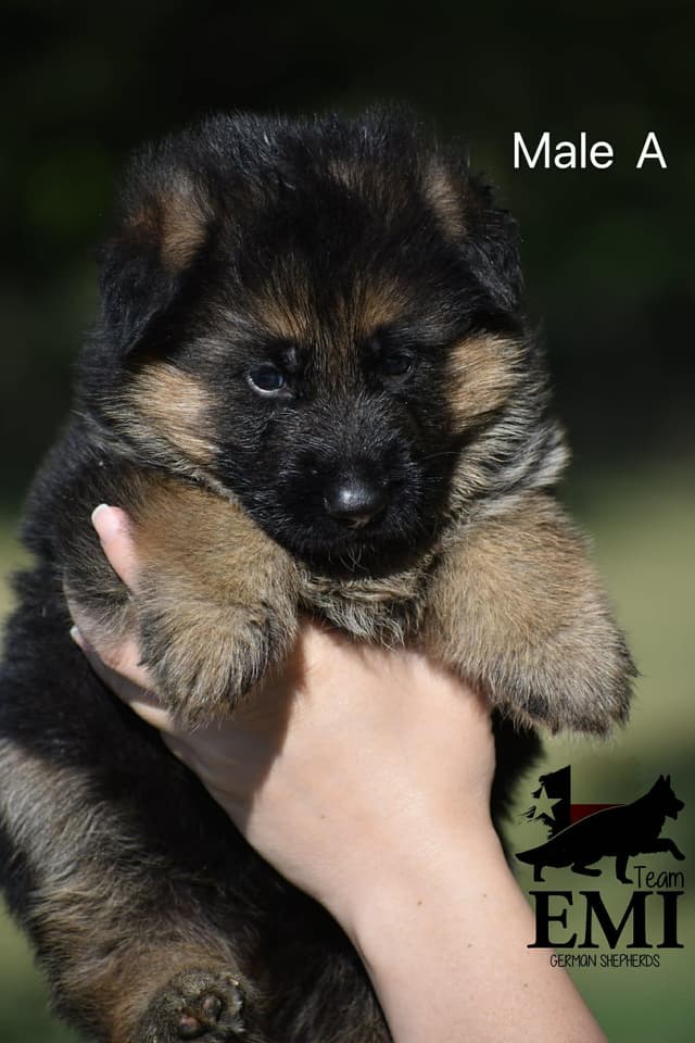 AKC German Shepherd Puppies – VA1 World Champion Bloodlines media 12