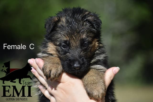 AKC German Shepherd Puppies – VA1 World Champion Bloodlines media 13