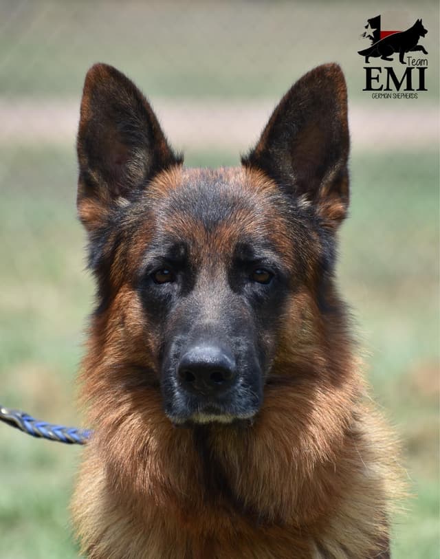 AKC German Shepherd Puppies – VA1 World Champion Bloodlines media 14