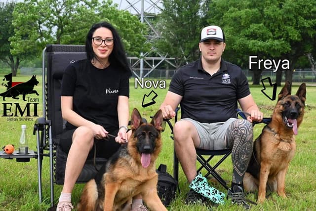 AKC German Shepherd Puppies – VA1 World Champion Bloodlines media 15