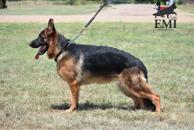 AKC German Shepherd Puppies – VA1 World Champion Bloodlines media 16