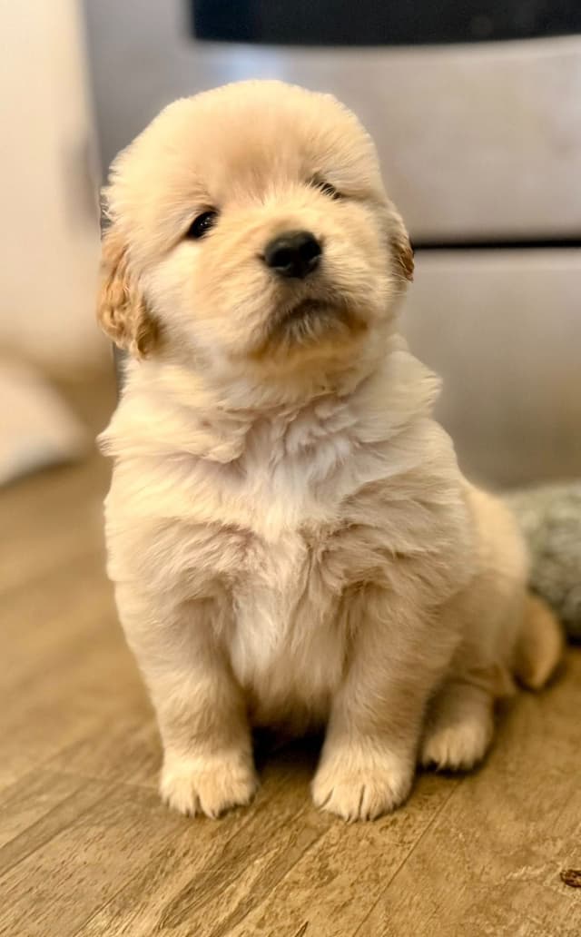 Golden Retriever Puppies media 2