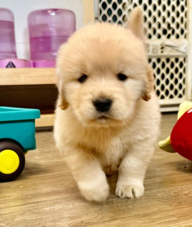 Golden Retriever Puppies media 3
