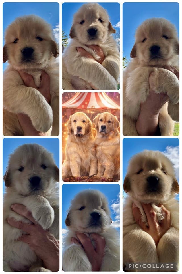 Golden Retriever Puppies media 4