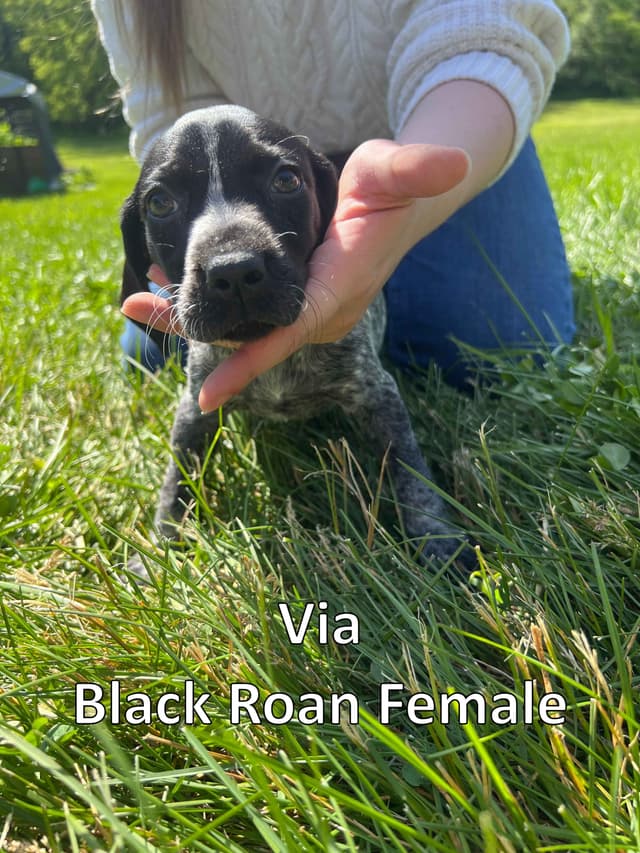 German Shorthaired Pointer Puppies media 5