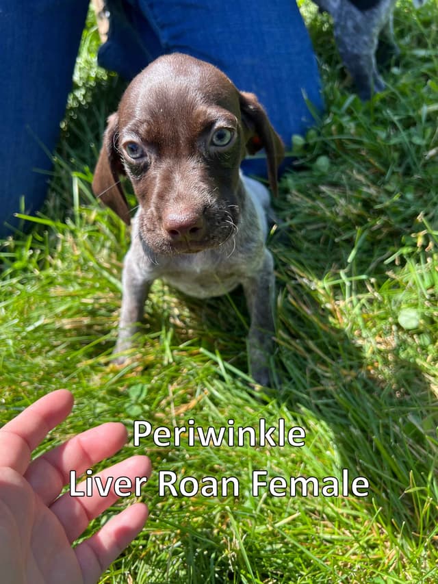 German Shorthaired Pointer Puppies media 3