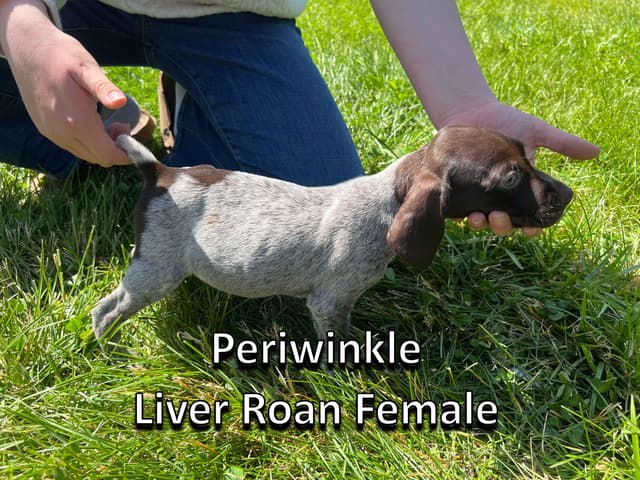 German Shorthaired Pointer Puppies media 2
